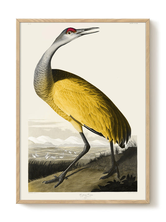 Birds of America - Yellow (50x70 cm)